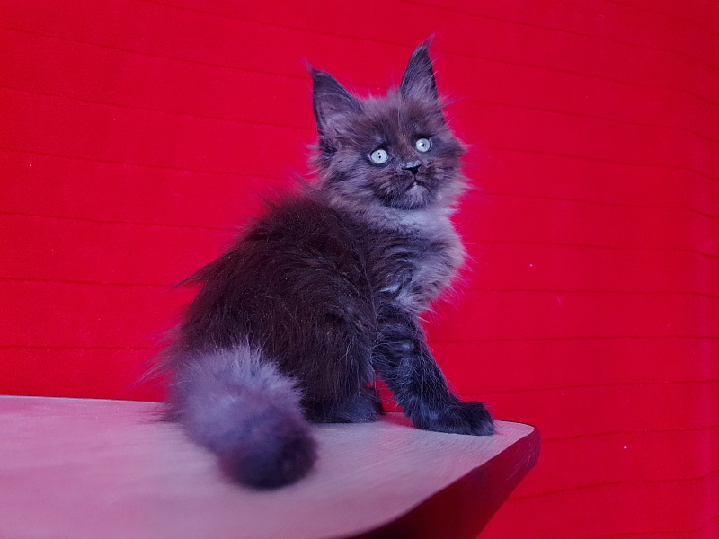 Evil Akbars - Kitten maine-coon 1 month 4 weeks