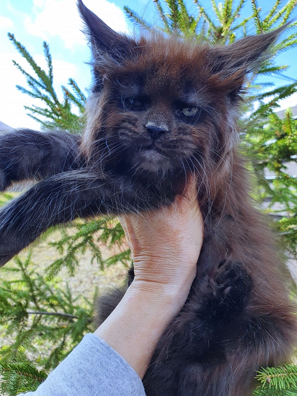 Evil Akbars - Kitten maine-coon 2 months 0.5 weeks