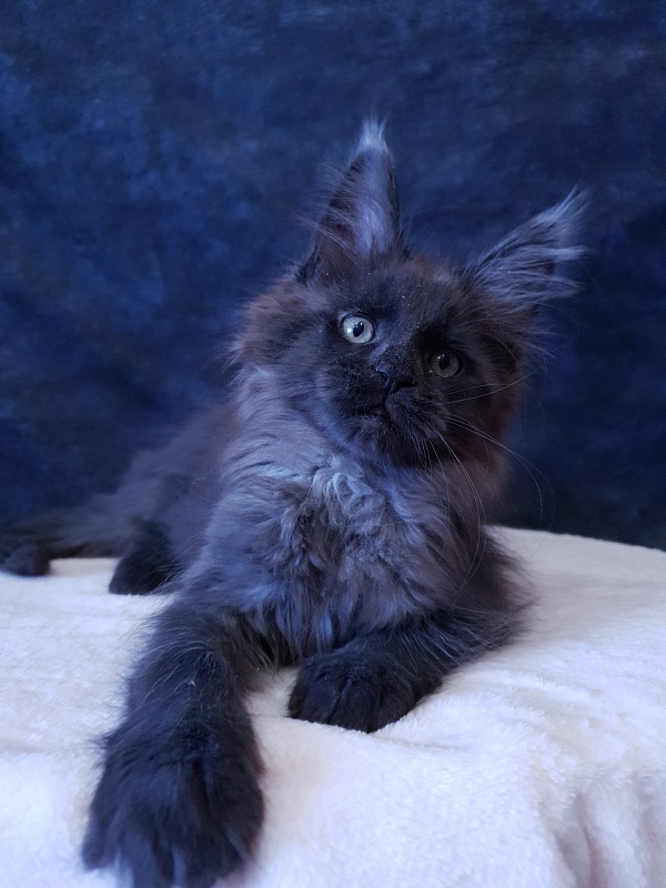 Evil Akbars - Kitten maine-coon 2 months 3 weeks