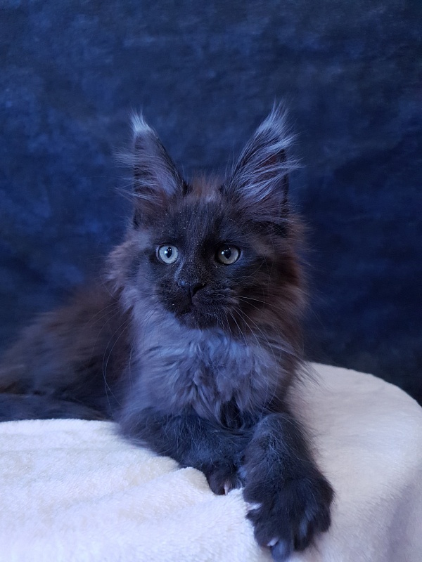 Evil Akbars - Kitten maine-coon 2 months 3 weeks