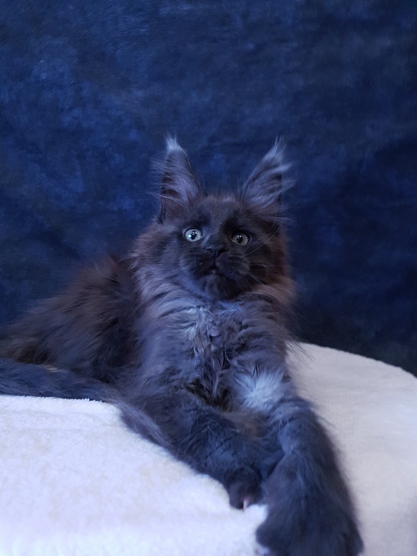 Evil Akbars - Kitten maine-coon 2 months 3 weeks