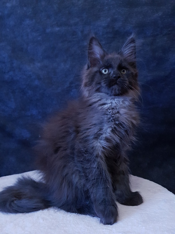 Evil Akbars - Kitten maine-coon 2 months 3 weeks