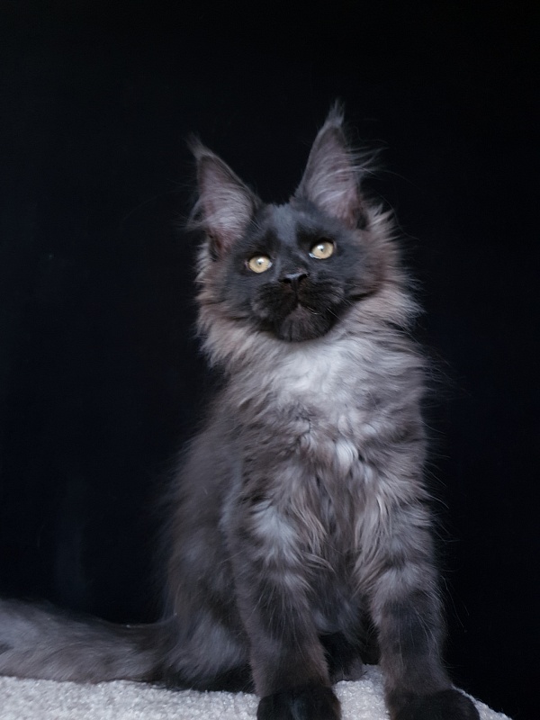 Evil Akbars - Kitten maine-coon 3 months 2.5 weeks