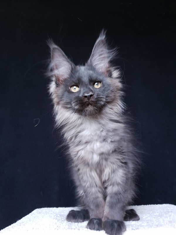 Evil Akbars - Kitten maine-coon 3 months 2.5 weeks