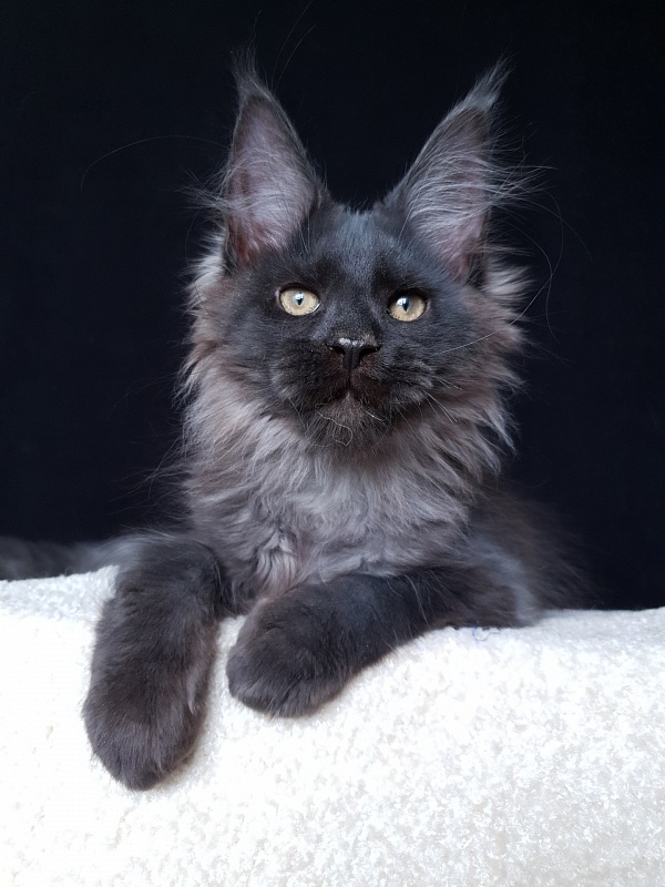Evil Akbars - Kitten maine-coon 3 months 2.5 weeks