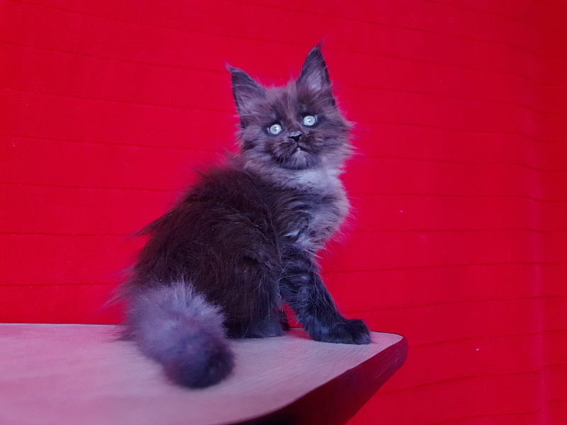 Evil Akbars - Kitten maine-coon 1 month 4 weeks