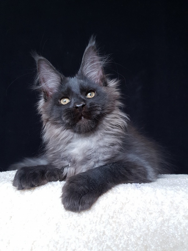 Evil Akbars - Kitten maine-coon 3 months 2.5 weeks