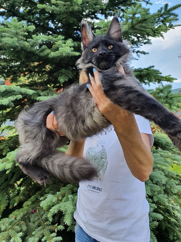 Evil Akbars - Kitten maine-coon 4 months 1 week