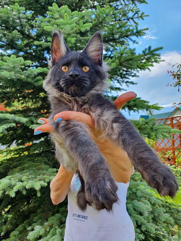 Evil Akbars - Kitten maine-coon 4 months 1 week