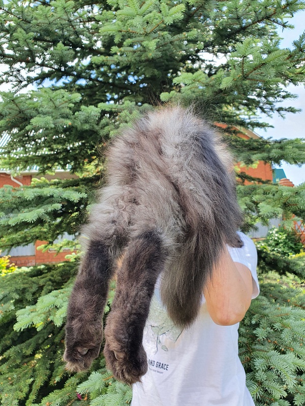 Evil Akbars - Kitten maine-coon 4 months 1 week