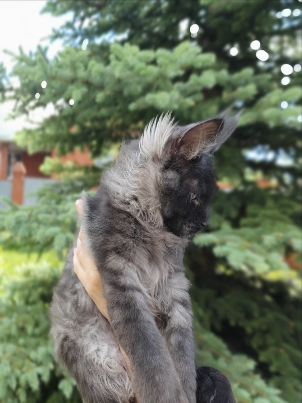 Evil Akbars - Kitten maine-coon 4 months 1 week