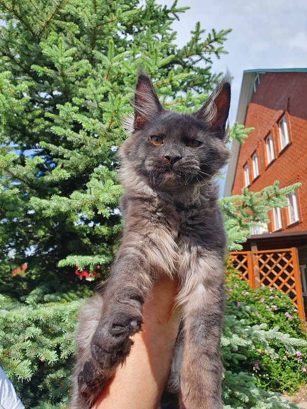 Evil Akbars - Kitten maine-coon 4 months 1 week
