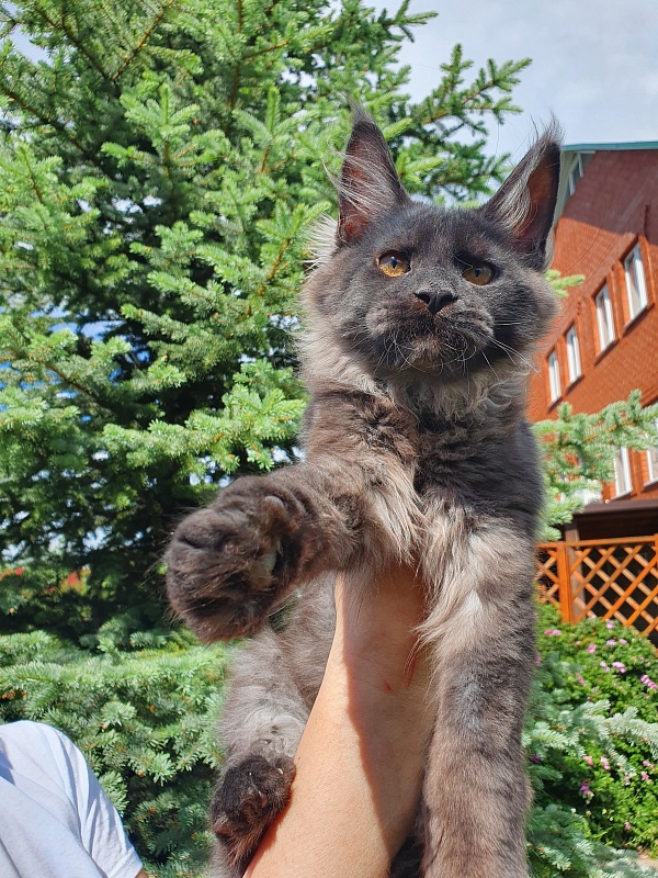 Evil Akbars - Kitten maine-coon 4 months 1 week