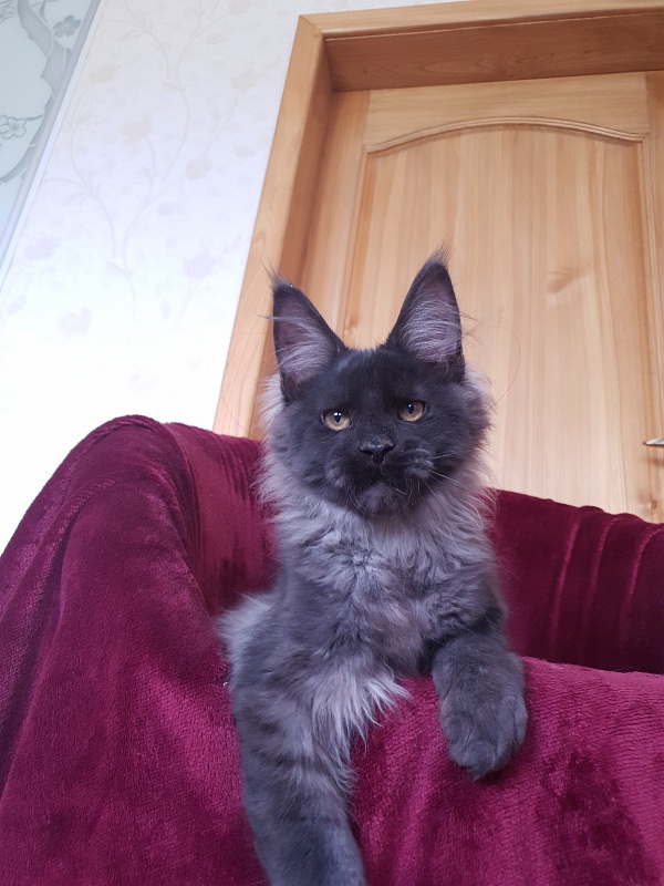 Evil Akbars - Kitten maine-coon 4 months 1 week