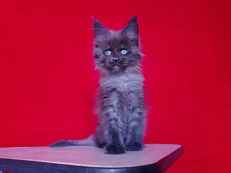 Evil Akbars - Kitten maine-coon 1 month 4 weeks