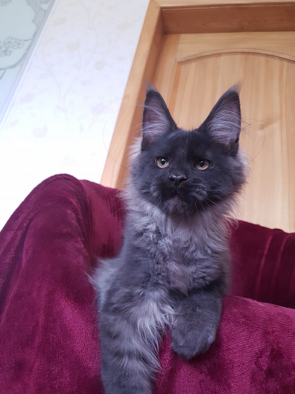 Evil Akbars - Kitten maine-coon 4 months 1 week