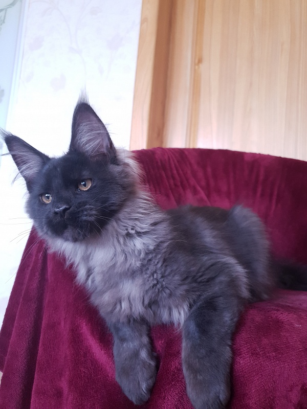 Evil Akbars - Kitten maine-coon 4 months 1 week