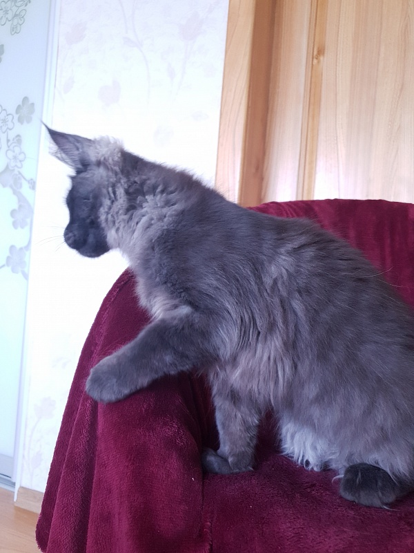 Evil Akbars - Kitten maine-coon 4 months 1 week