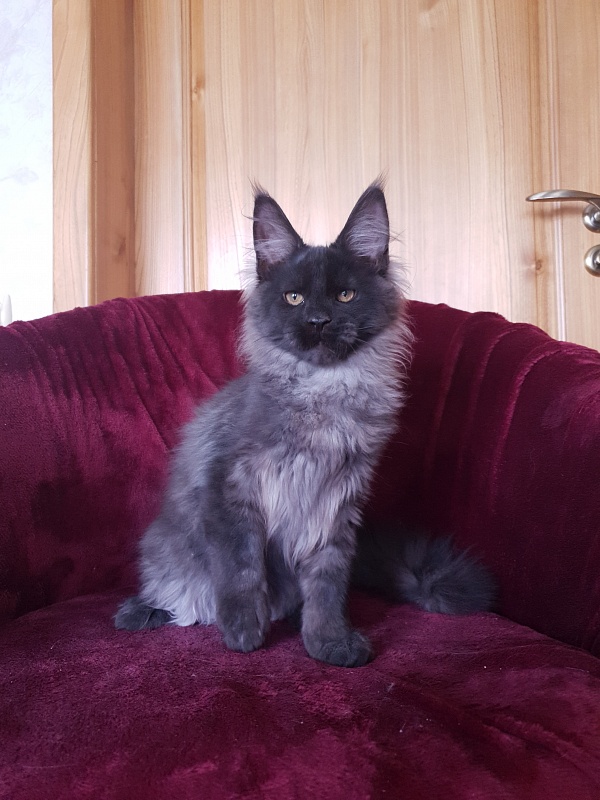 Evil Akbars - Kitten maine-coon 4 months 1 week