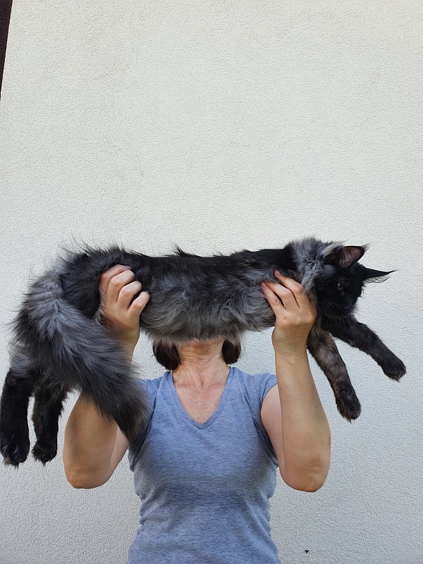 Evil Akbars - Kitten maine-coon 5 months