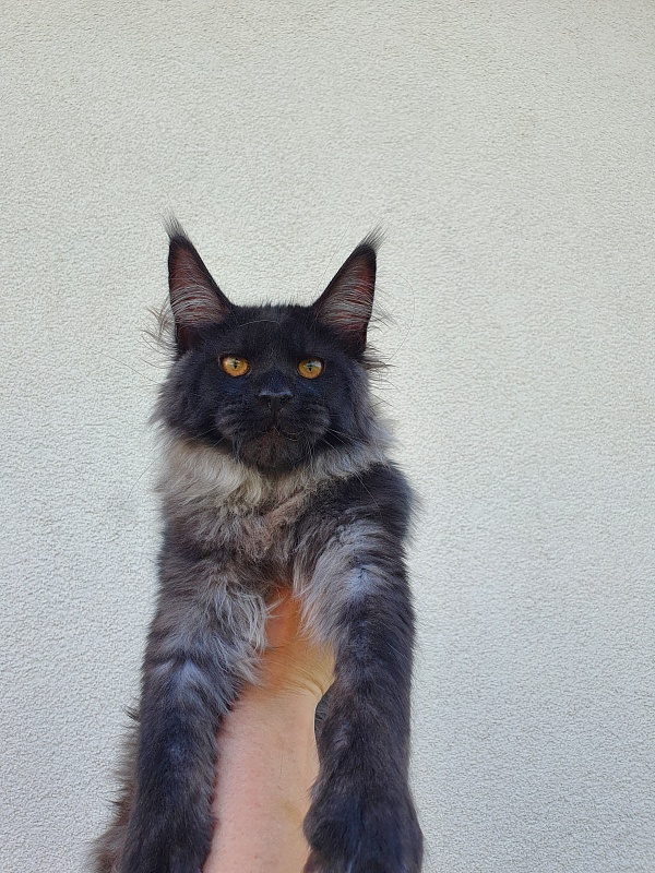 Evil Akbars - Kitten maine-coon 5 months