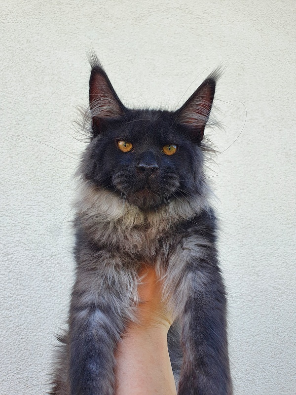 Evil Akbars - Kitten maine-coon 5 months