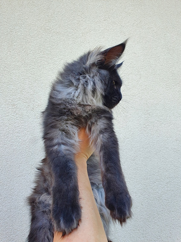 Evil Akbars - Kitten maine-coon 5 months