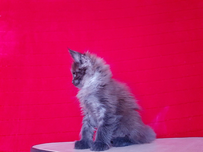 Evil Akbars - Kitten maine-coon 1 month 4 weeks