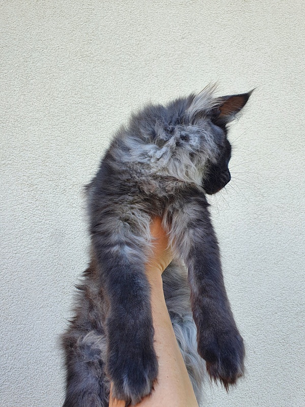 Evil Akbars - Kitten maine-coon 5 months