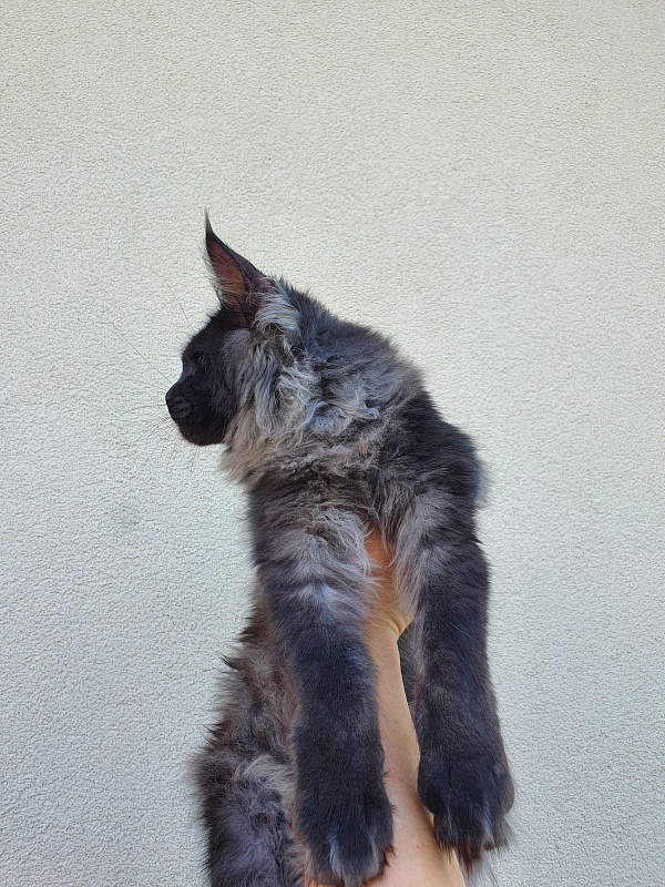 Evil Akbars - Kitten maine-coon 5 months