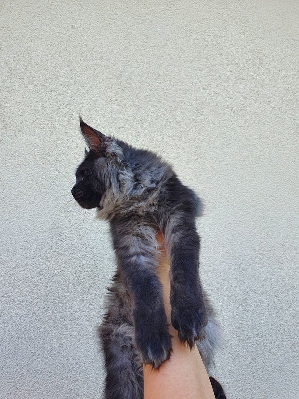Evil Akbars - Kitten maine-coon 5 months