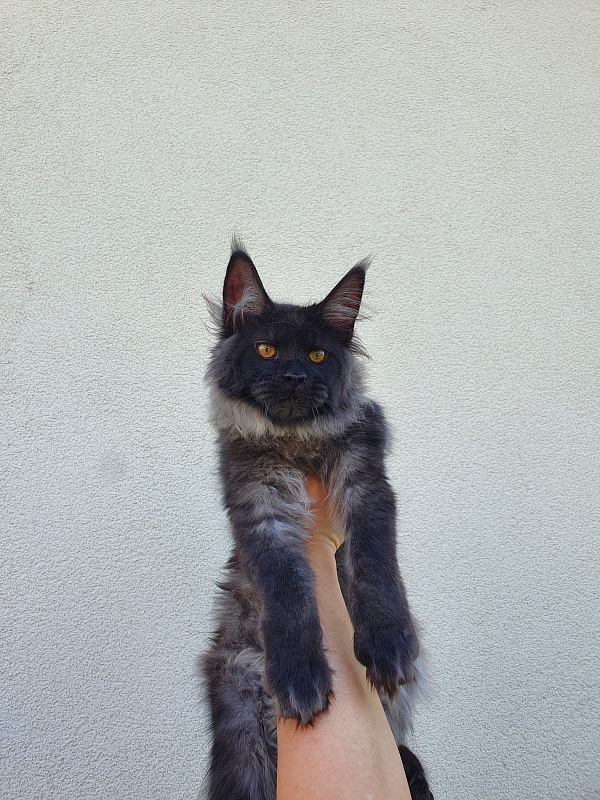 Evil Akbars - Kitten maine-coon 5 months