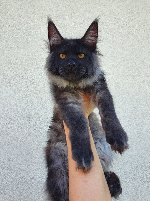 Evil Akbars - Kitten maine-coon 5 months