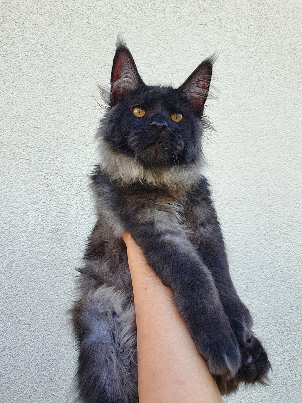 Evil Akbars - Kitten maine-coon 5 months