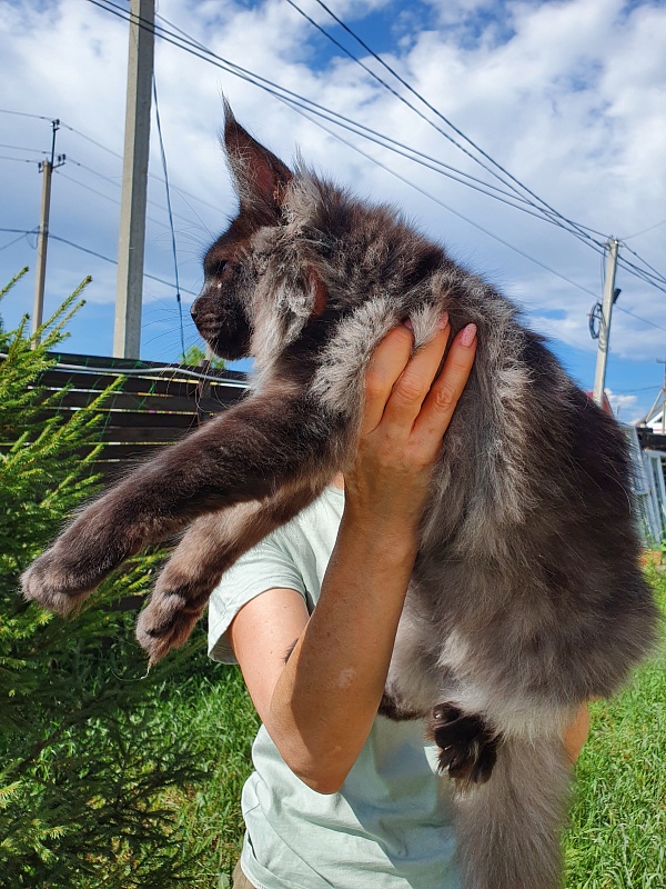 Evil Akbars - Kitten maine-coon 5 months 2 weeks