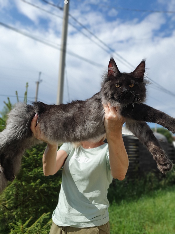Evil Akbars - Kitten maine-coon 5 months 2 weeks