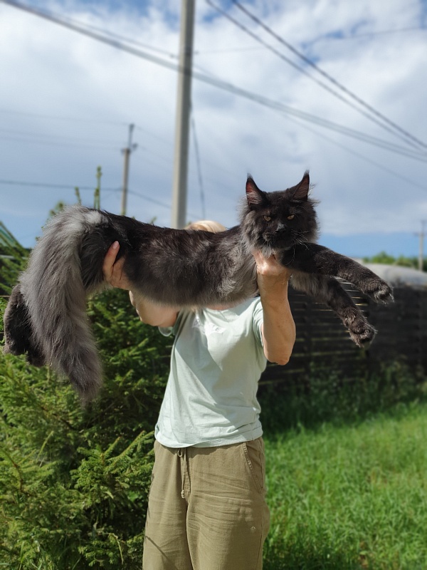 Evil Akbars - Kitten maine-coon 5 months 2 weeks