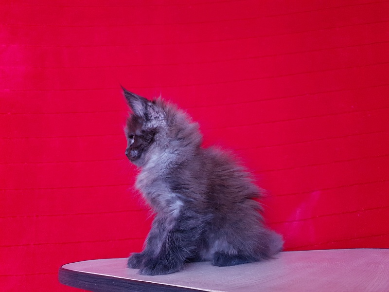 Evil Akbars - Kitten maine-coon 1 month 4 weeks