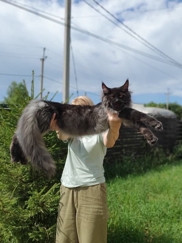 Evil Akbars - Kitten maine-coon 5 months 2 weeks