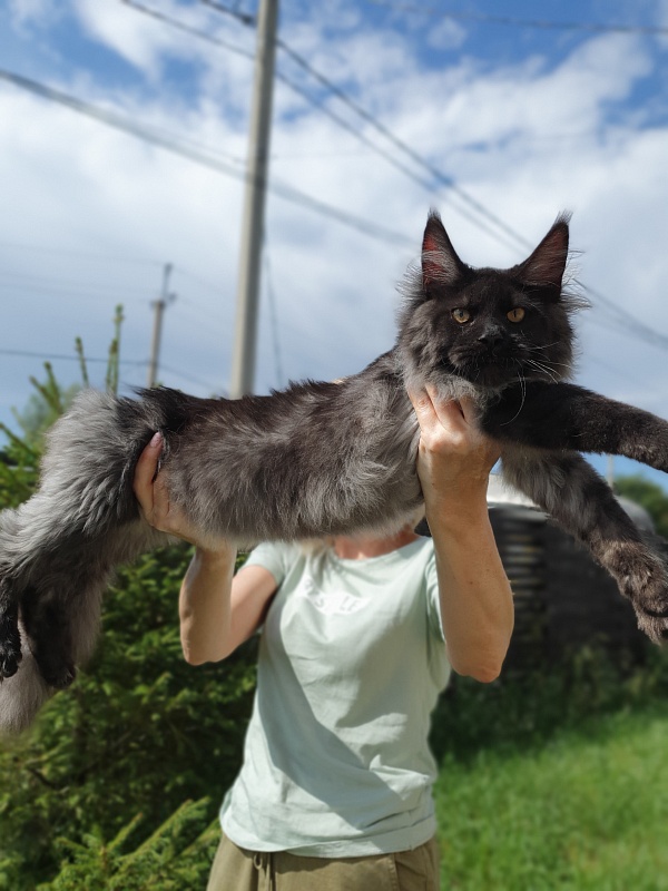Evil Akbars - Kitten maine-coon 5 months 2 weeks