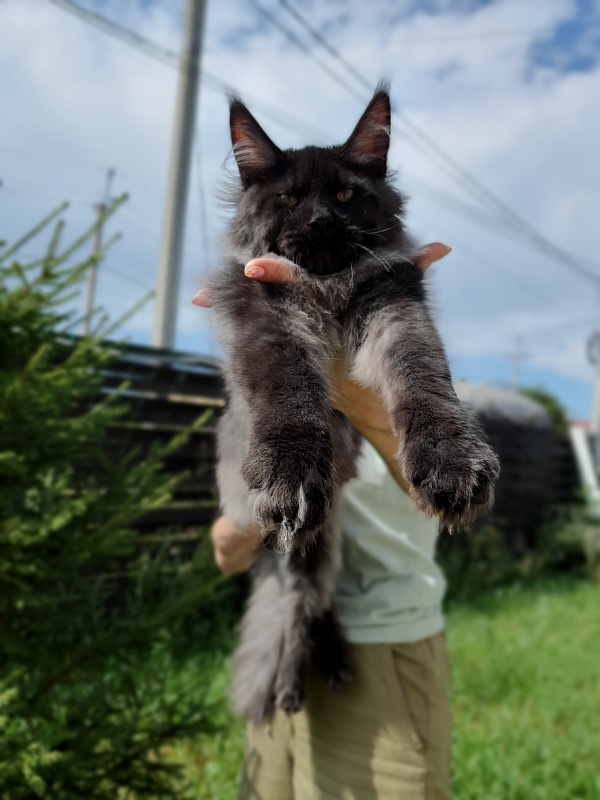Evil Akbars - Kitten maine-coon 5 months 2 weeks