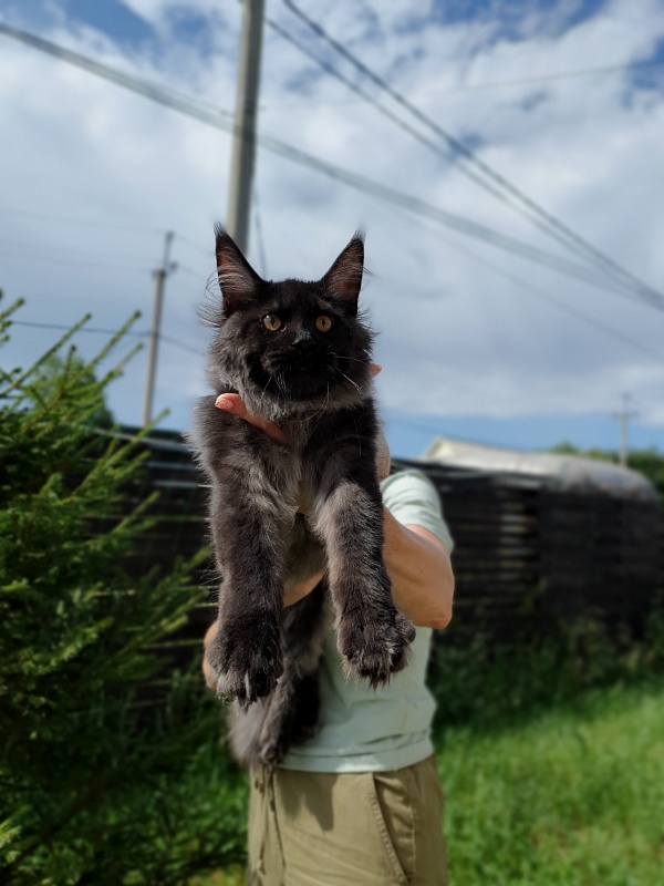 Evil Akbars - Kitten maine-coon 5 months 2 weeks