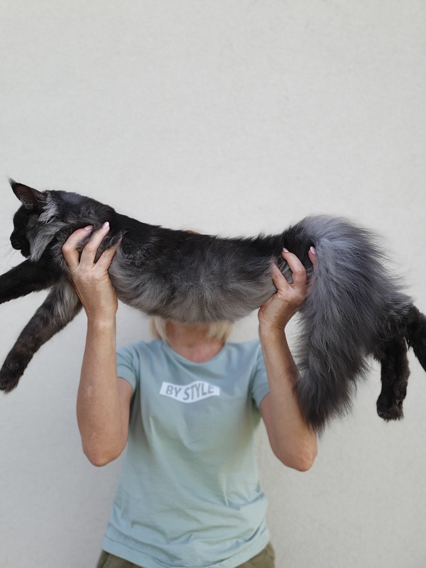 Evil Akbars - Kitten maine-coon 5 months 2 weeks