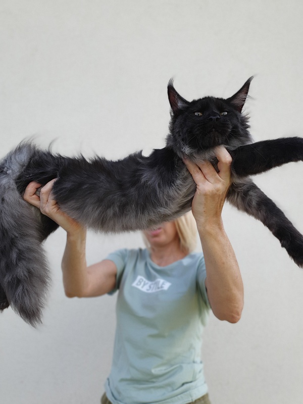 Evil Akbars - Kitten maine-coon 5 months 2 weeks