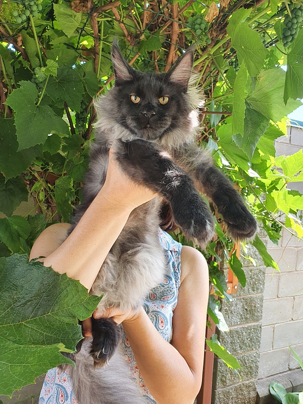 Evil Akbars - Kitten maine-coon 5 months 3.5 weeks