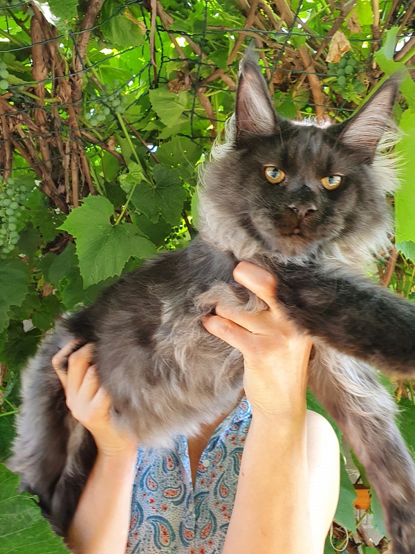 Evil Akbars - Kitten maine-coon 5 months 3.5 weeks
