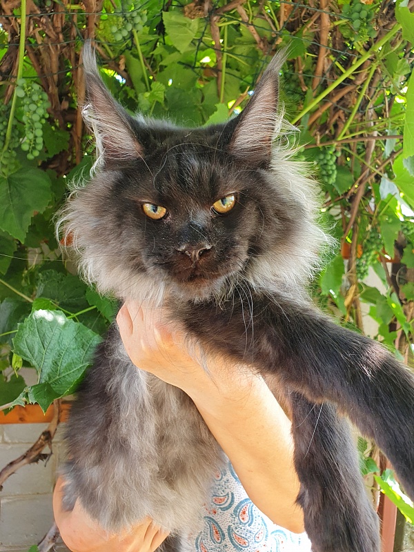 Evil Akbars - Kitten maine-coon 5 months 3.5 weeks