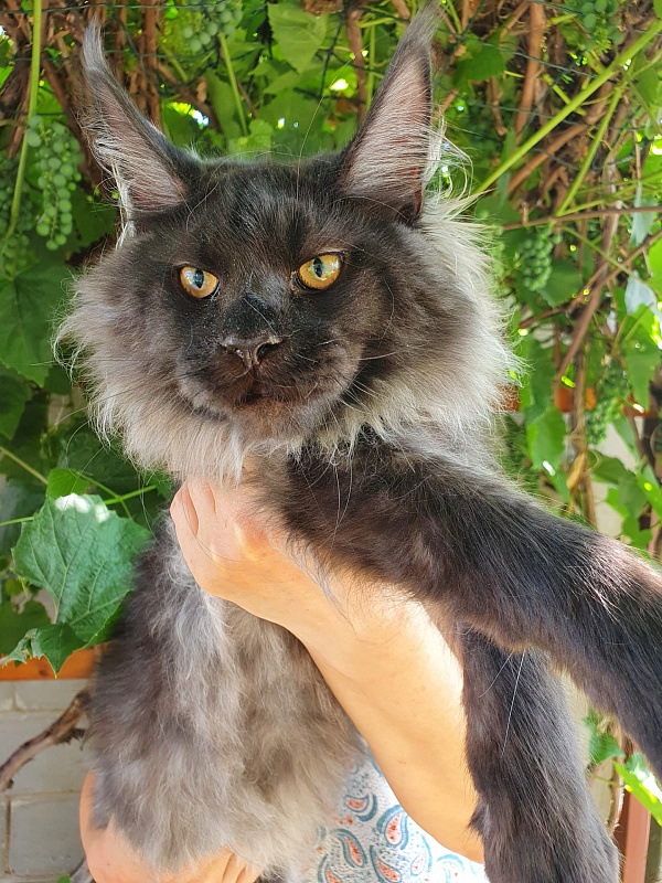 Evil Akbars - Kitten maine-coon 5 months 3.5 weeks