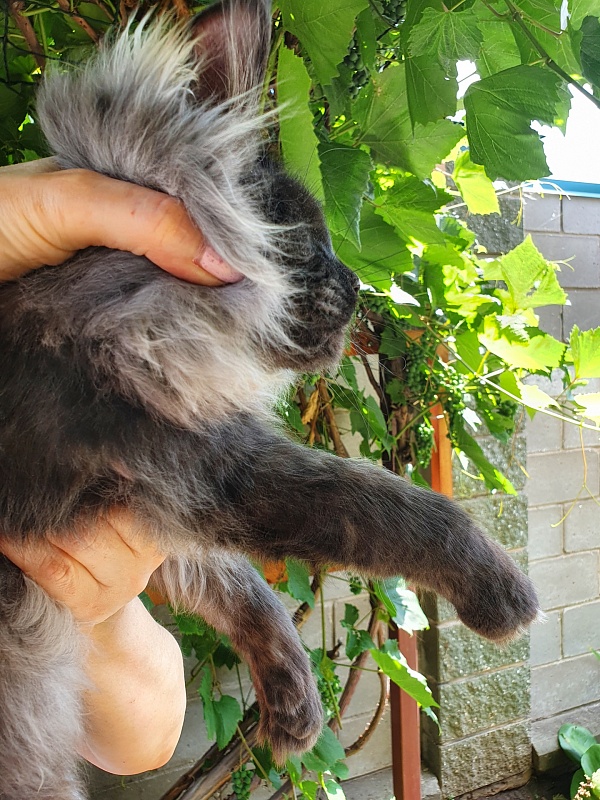 Evil Akbars - Kitten maine-coon 5 months 3.5 weeks