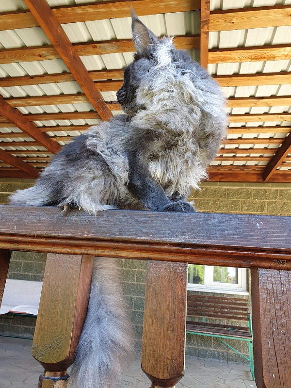 Evil Akbars - Kitten maine-coon 6 months 0.5 weeks